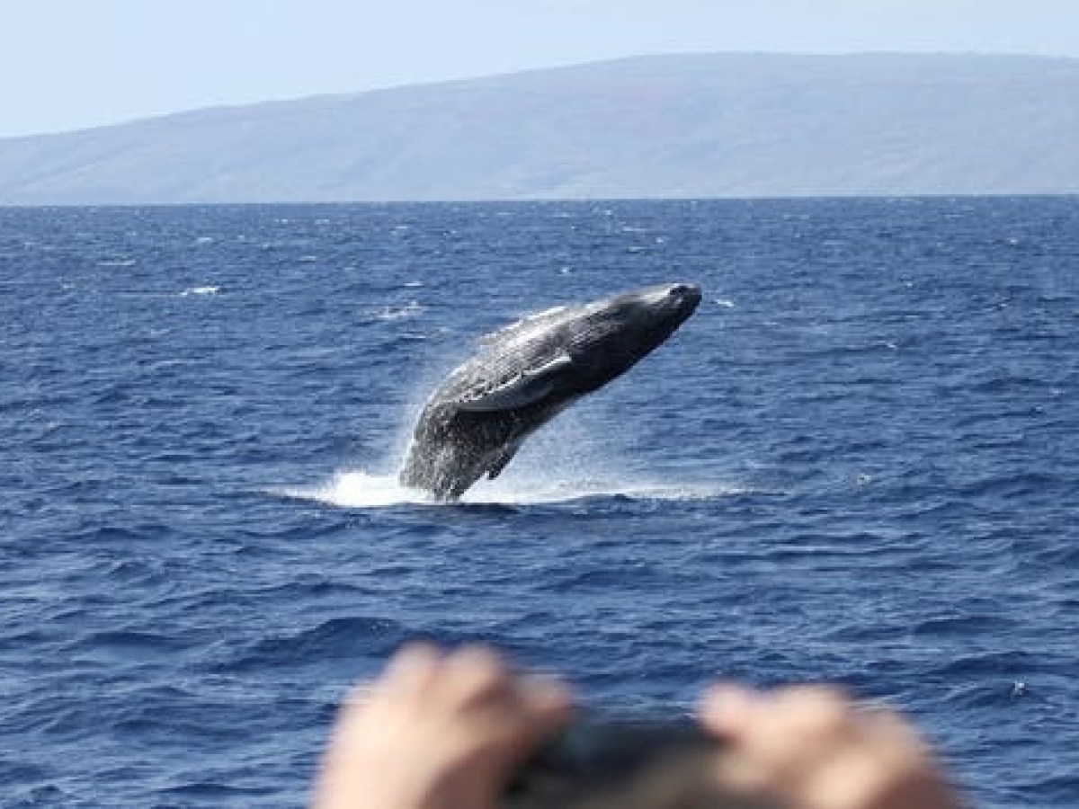 a whale jumping out of a body of water
