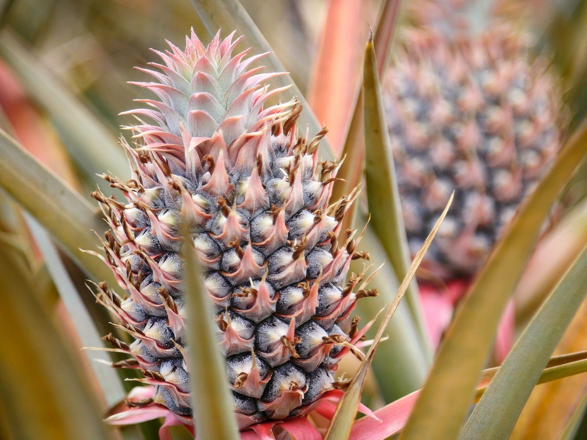 a close up of a plant