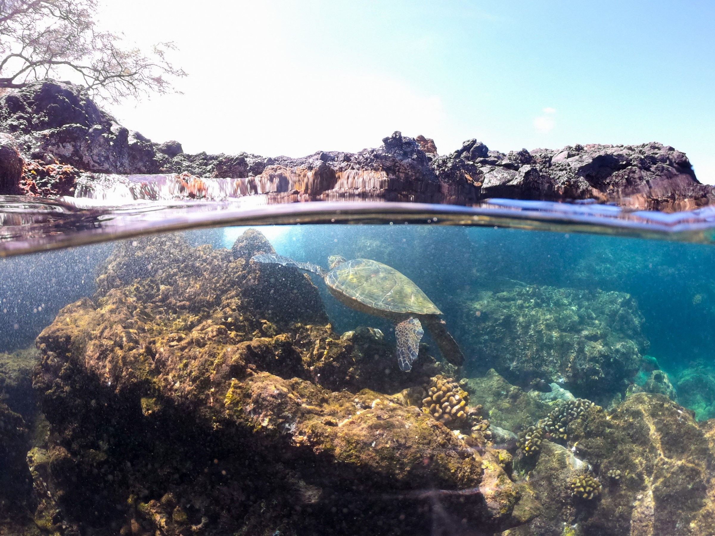 underwater view of the ocean